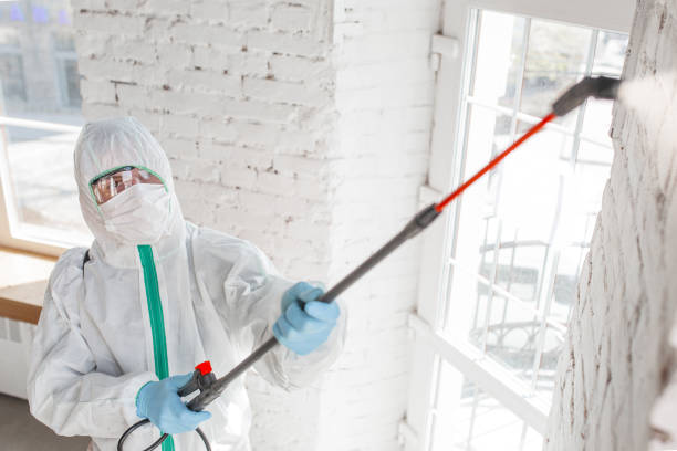 Best Mold Removal for HVAC Installations  in Johnston, SC